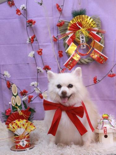 20230127キナコちゃん